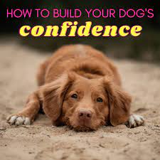 Maybe you would like to learn more about one of these? How To Help A Submissive Dog Build Confidence Pethelpful