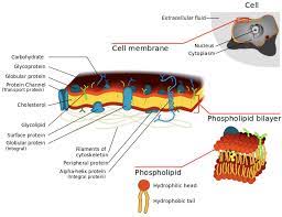 However, in plant cells, algae and fungi, a cell wall is present and it envelopes. Which Is Present Nearest To The Plasma Membrane In Class 11 Biology Cbse