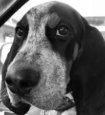 Black And White Basset Hound Mix Portrait Of A Handsome Hound Coonhound Puppy Bluetick Coonhound Coonhound