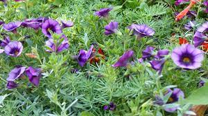 The deer resistant artemisia grows up to 24 inches tall. Perennial Ground Covers Ground Covers And Gardening