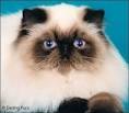 Himalayan Kittens for Sale - paz4playcattery
