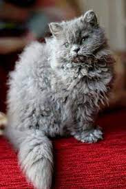 Kotyata Barashki Kak Poluchilas Poroda Selkirk Reks Poodle Cats Rex Cat Poodle Cat