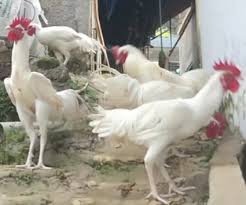 Lima Ekor Ayam Pelung Putih Polos Terah Jupiter Jual Beli Hewan Jadi Mudah