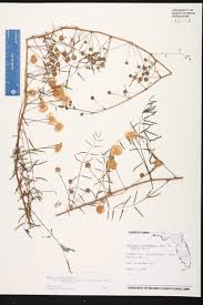 Image result for Trichilia quadrivalvis