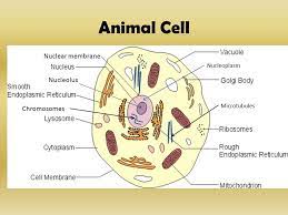 We did not find results for: Cytology Branch Of Biology That Deals With The Formation Structure And Function Of Cells Ppt Video Online Download