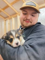 Say yes if you are a corgi lover or owner.