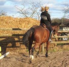 Reiten ist ein sport, den zwei lebewesen mit zwei körpern gemeinsam betreiben. Feldenkrais Und Reiten Die Methode