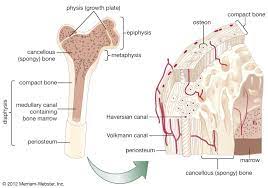 The periosteum an envelope of fct called the periosteum surrounds the long bone, except where the articular cartilages are located. Cancellous Bone Anatomy Britannica