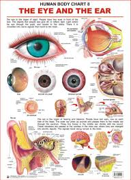 human body charts the eye and the ear