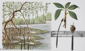 Image result for Rhizophora mucronata