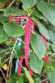 Image result for Acalypha ambigua