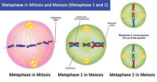Metaphase In Mitosis And Meiosis Metaphase 1 And 2 Meiosis Mitosis Nuclear Membrane