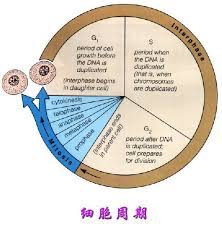 The surface continuity for g0. Cell Cycle