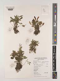 Image result for Ranalisma