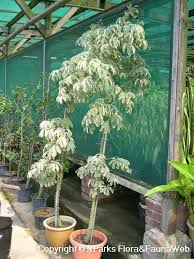 Image result for Sebaea pentandra