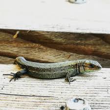 Dieser Susse Kleine Drache Hat Mich Eben Zuhause Besucht Zauneidechse Eidechse Echse Drache Imgarten Gartenlie Zauneidechse Tierfotografie Eidechse