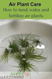 Air Plant Care How To Tend Fertilize And Water Tillandsia Air Plants Care Air Plant Garden Air Plants