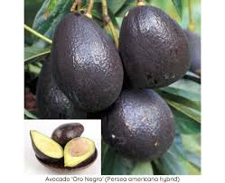 Maybe you would like to learn more about one of these? Avocado Trees For Sale How To Grow Avocado Plants At Home