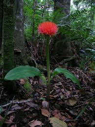 Image result for Scadoxus puniceus