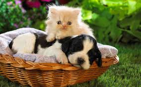 Now's the time to settle it. Kittens And Puppies Wallpapers Group 74