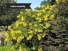 Yellow Butterfly Bush Plants Plant Images Native Plants