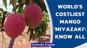 Origins of the miyazaki mango. L3irhdgtgdttem