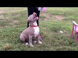 We are blue nose pitbull breeders who offer a 2 year health guarantee on all of our. Xl Pitbull Puppies For Sale Near Me 07 2021