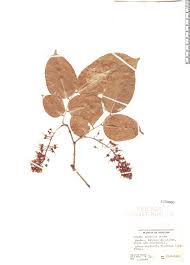 Image result for Crudia