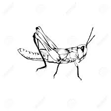 Download clker's grasshopper clip art and related images now. Sketch Design Of Illustration Grasshopper On White Background Royalty Free Cliparts Vectors And Stock Illustration Image 142071767