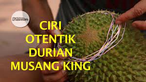 Yang selama ini menjadi unggulan malaysia. Ciri Otentik Durian Musang King Youtube