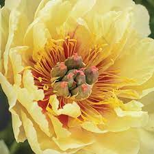 Maybe you would like to learn more about one of these? Itoh Peony Garden Treasure K Van Bourgondien