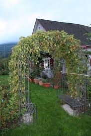 Denn entgegen der landläufigen meinung, hopfen finde nur in bier verwendung, können. Hopfenpflanze Merkur Humulus Lupulus Bestellen Bei Lubera