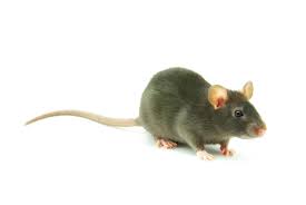 There are times when homeowners are surprised to find rodents in the ductwork. 4 Areas In Your Home You Should Check For Rats Redfin