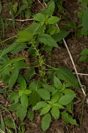 Image result for Acalypha ciliata