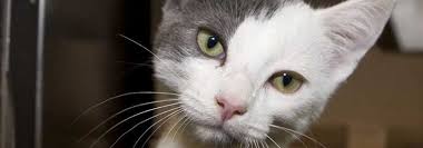Please plan to schedule your appointment for up to 30 days in advance. City Of Quesnel Shows Kindness To Cats Bc Spca