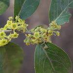 Image result for Mystroxylon