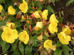 Image result for Oenothera indecora