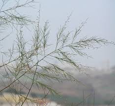 Image result for Asparagus migeodii