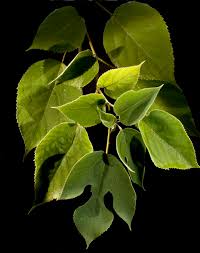 Image result for Broussonetia