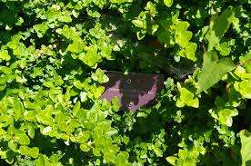 Image result for Euonymus fortunei