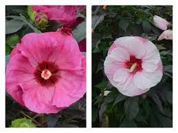 Jun 9, 2021 9:56 pm cst. This Big Bold Flower Brings A Tropical Look To Harrisburg George S Plant Pick Of The Week Pennlive Com