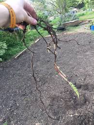 Image result for root-tail