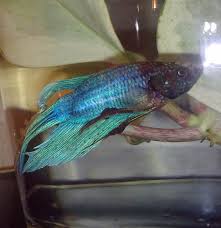 Goldfish and dwarf gourami should also be avoided, as well as fish that are larger than your betta or have similar. Betta Splendens Transverse