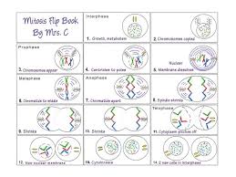 Tangstar science animal cell diagram crossword answer key. Onetab Shared Tabs