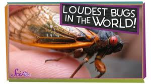 If you are talking about the number of different kinds of insects in the world, a good scientific estimate is that there are 1,017,018 species of insects in the world. Insects Theschoolrun