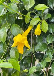 Image result for Dolichandra unguis-cati