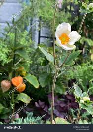 Image result for Physalis lagascae