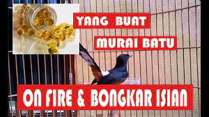 Manfaat Minyak Ikan Buat Murai Batu Youtube