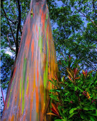 The trunk periodically sheds a strip of bark, revealing a green layer underneath. Pinterest Morgancphillips The Candy Colored Bark Of The Rainbow Eucalyptus Trees In Rainbow Eucalyptus Tree Rainbow Eucalyptus Rainbow Eucalyptus Tree Hawaii
