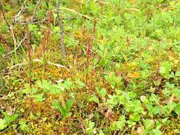 Image result for Nesaea cordata